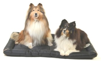 LCPP 12 Kg and 13 Kg Shetland Sheepdogs on XL Crate Mat